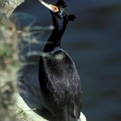Red-faced Cormorant